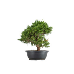Juniperus Itoigawa - B5475