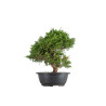 Juniperus Itoigawa - B5475