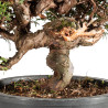 Juniperus Itoigawa - B5475