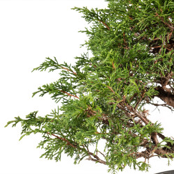 Juniperus Itoigawa - B5475