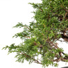 Juniperus Itoigawa - B5475