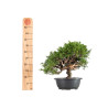 Juniperus Itoigawa - B5475