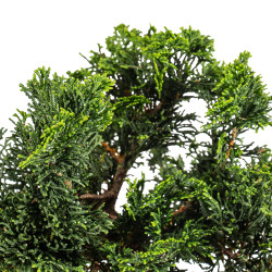Chamaecyparis Hinoki - B5477