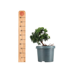 Chamaecyparis Hinoki - B5477