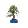 Quercus suber - B5476