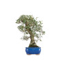 Quercus suber - B5476