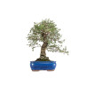 Quercus suber - B5476
