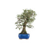 Quercus suber - B5476