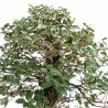 Quercus suber - B5476