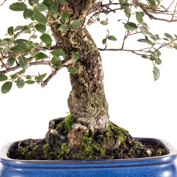 Quercus suber - B5476