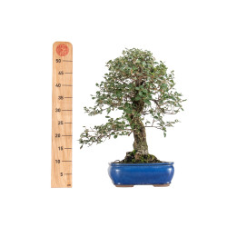Quercus suber - B5476