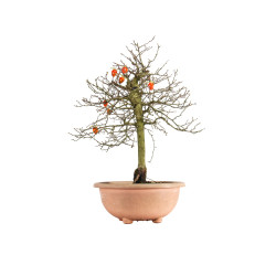 Diospyrus Kaki - B5483