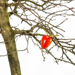 Diospyrus Kaki - B5483