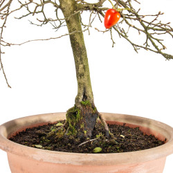 Diospyrus Kaki - B5483