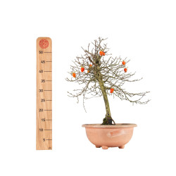 Diospyrus Kaki - B5483