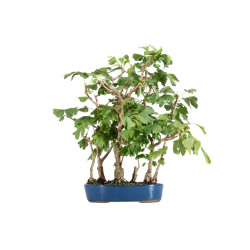 Ginkgo biloba - B5484