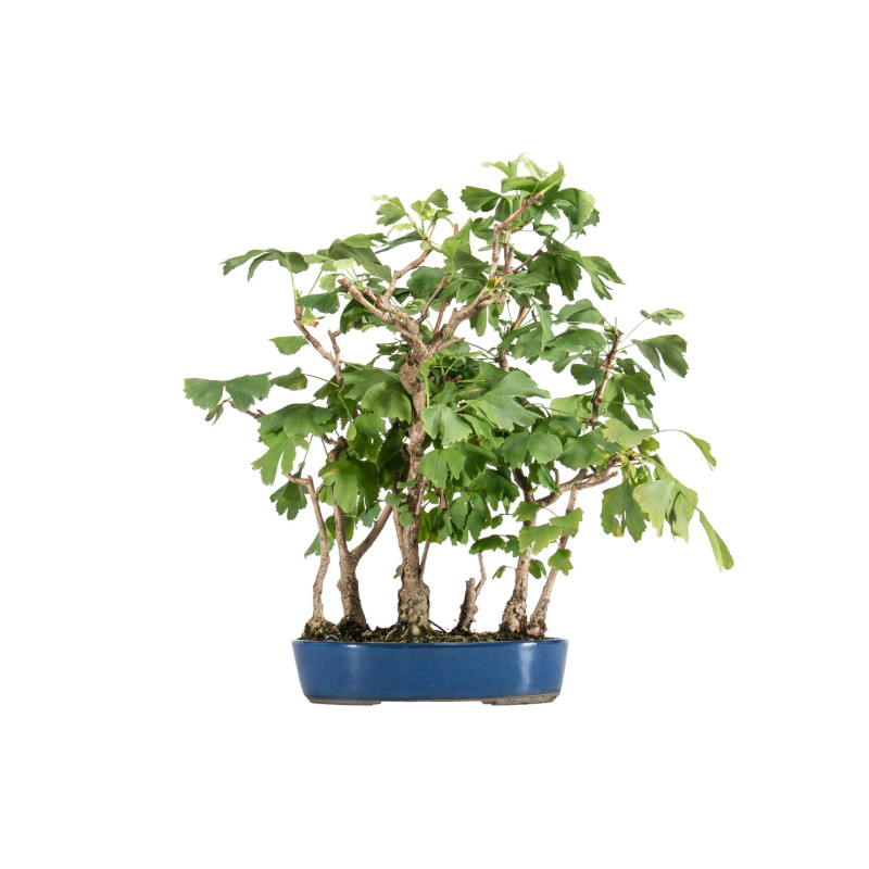 Ginkgo biloba - B5484