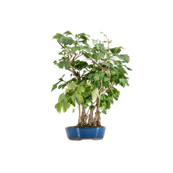 Ginkgo biloba - B5484