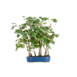 Ginkgo biloba - B5484