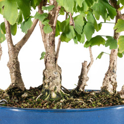 Ginkgo biloba - B5484