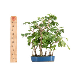 Ginkgo biloba - B5484