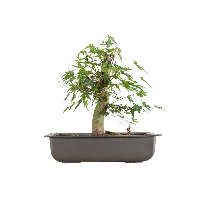 Acer palmatum Yamamomiji - B5486