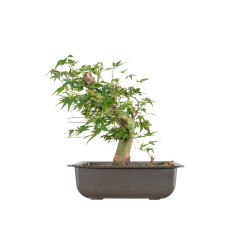 Acer palmatum Yamamomiji - B5486