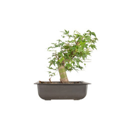 Acer palmatum Yamamomiji - B5486