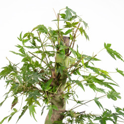 Acer palmatum Yamamomiji - B5486