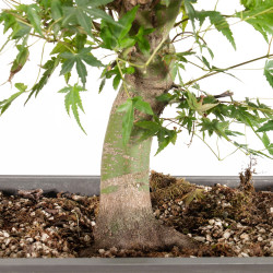 Acer palmatum Yamamomiji - B5486