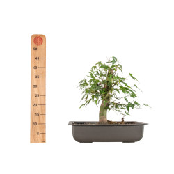 Acer palmatum Yamamomiji - B5486