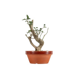 Euonymus europea - B5472