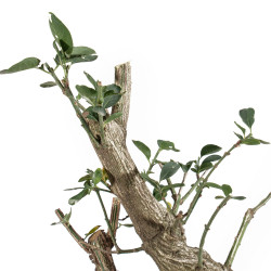 Euonymus europea - B5472