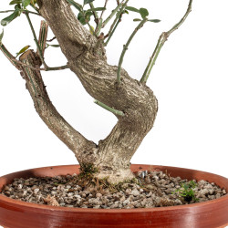 Euonymus europea - B5472