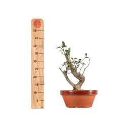 Euonymus europea - B5472