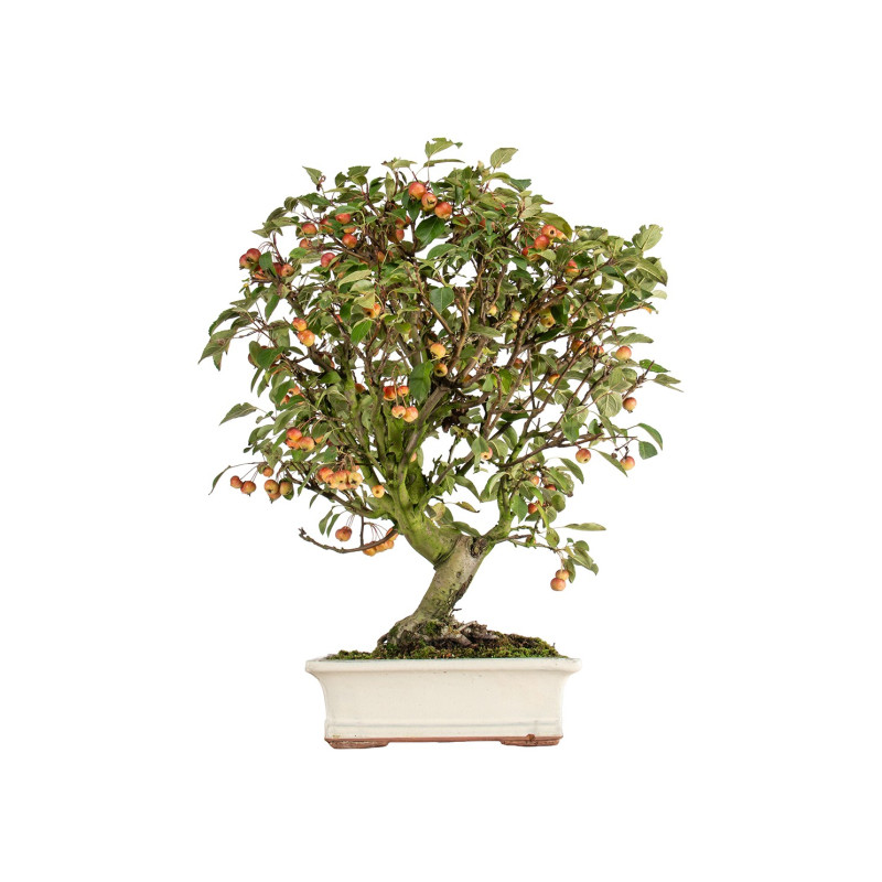Malus everest - B5488