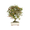 Malus everest - B5488