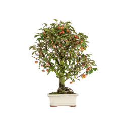 Malus everest - B5488