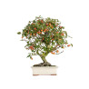 Malus everest - B5488
