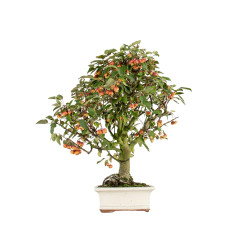 Malus everest - B5488
