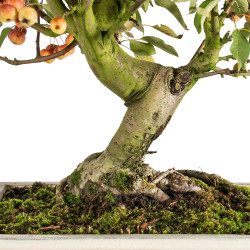 Malus everest - B5488