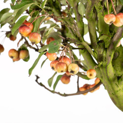 Malus everest - B5488