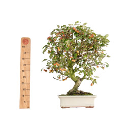 Malus everest - B5488