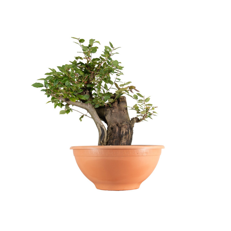 Carpinus betulus - B5495