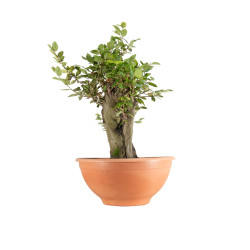 Carpinus betulus - B5495