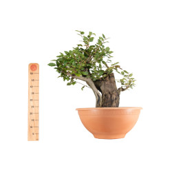 Carpinus betulus - B5495