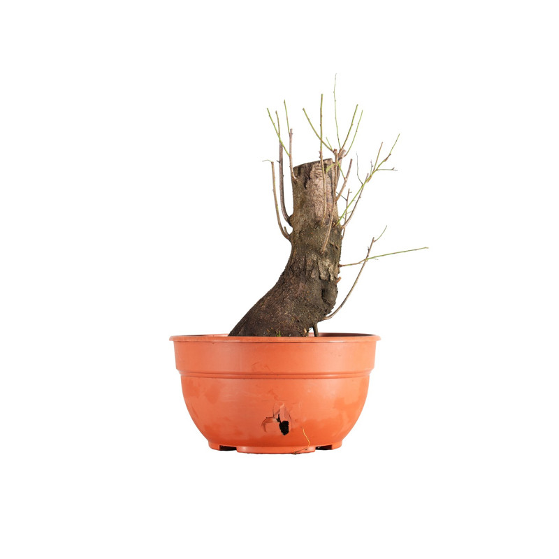 Prunus cerasifera - B5497