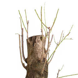 Prunus cerasifera - B5497