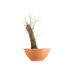 Prunus cerasifera - B5498