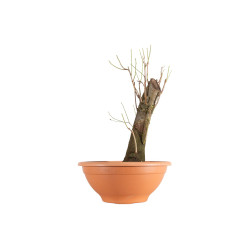 Prunus cerasifera - B5498